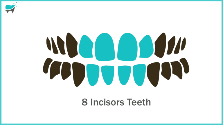 Incisor Teeth [7,8,9,10,23,24,25,26]: The Front Teeth That Do It All
