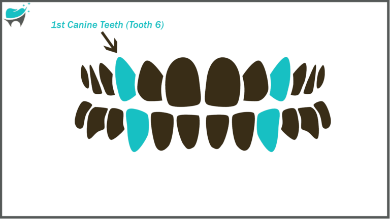 Tooth 6 Eruption: What to Expect and When to See a Dentist