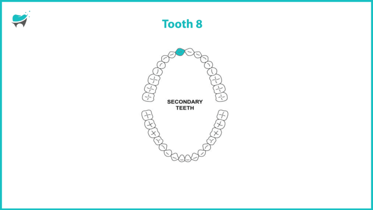 Tooth 8: Location, Function, and Common Problems