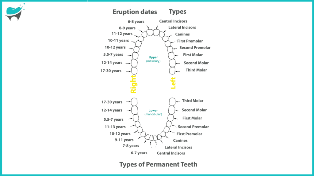 types of permanent teeth