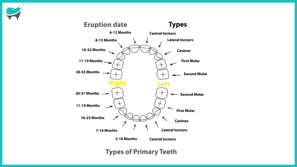 typers of primary teeth