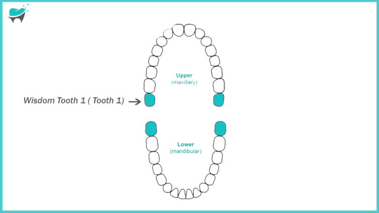 The Importance of Primary Teeth: Why Tooth 1 Matters