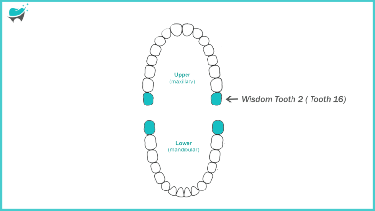 Common Problems with Tooth 16 and How to Fix Them