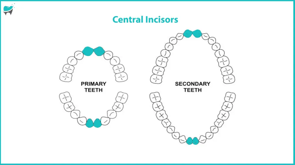 central Incisors