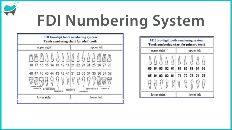 FDI, Palmer, and Universal Tooth Numbering Systems for Permanent and Temporary Teeth