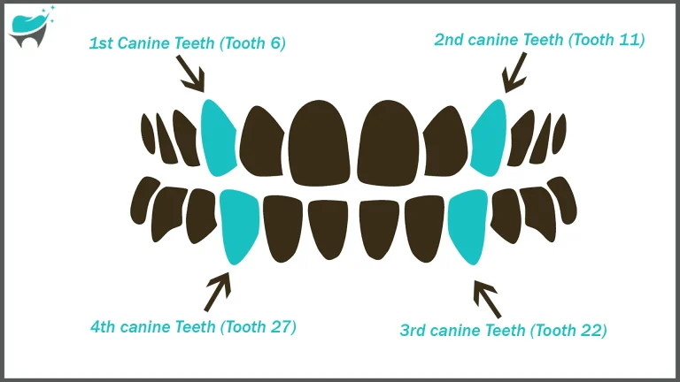Canine Teeth [6,11,22,27]: for Oral Health and Facial Aesthetics