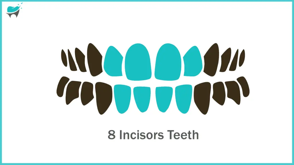 Incisor teeth