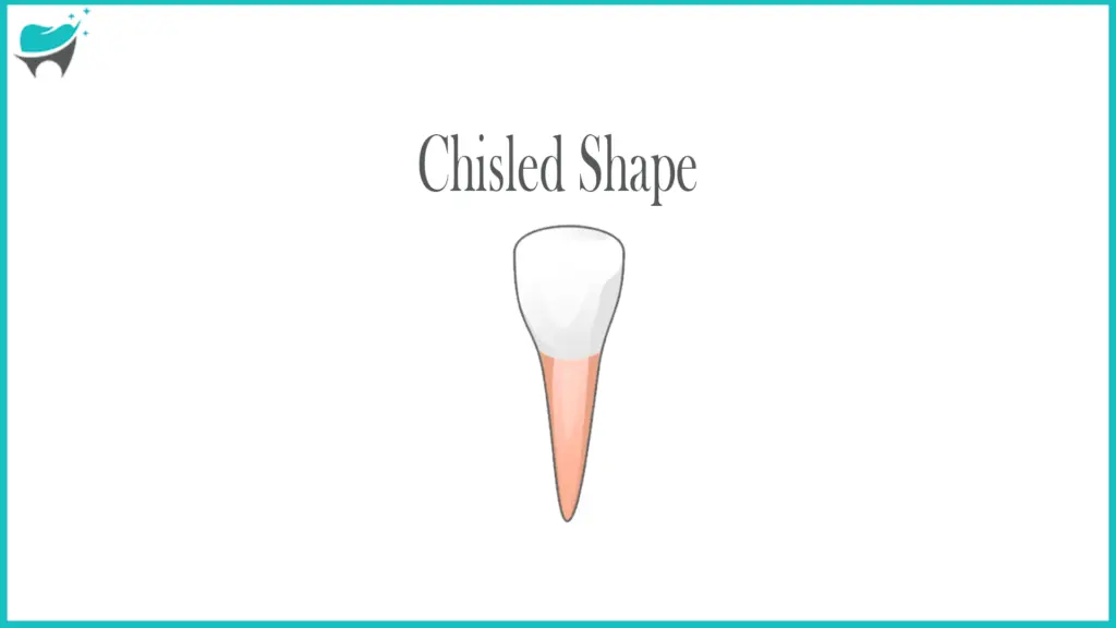 shape of incisors is chisel
