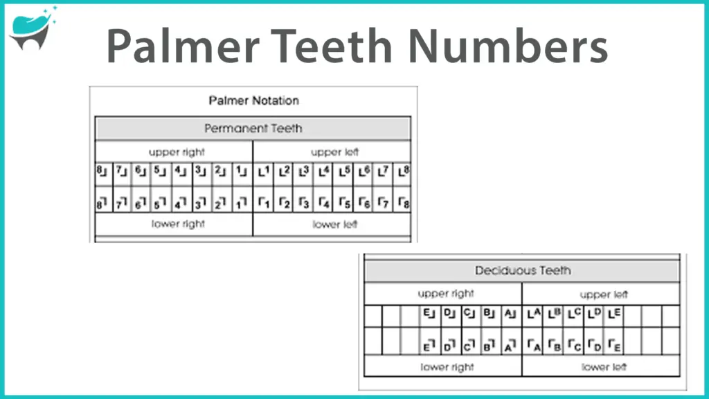 Palmer tooth numbering system