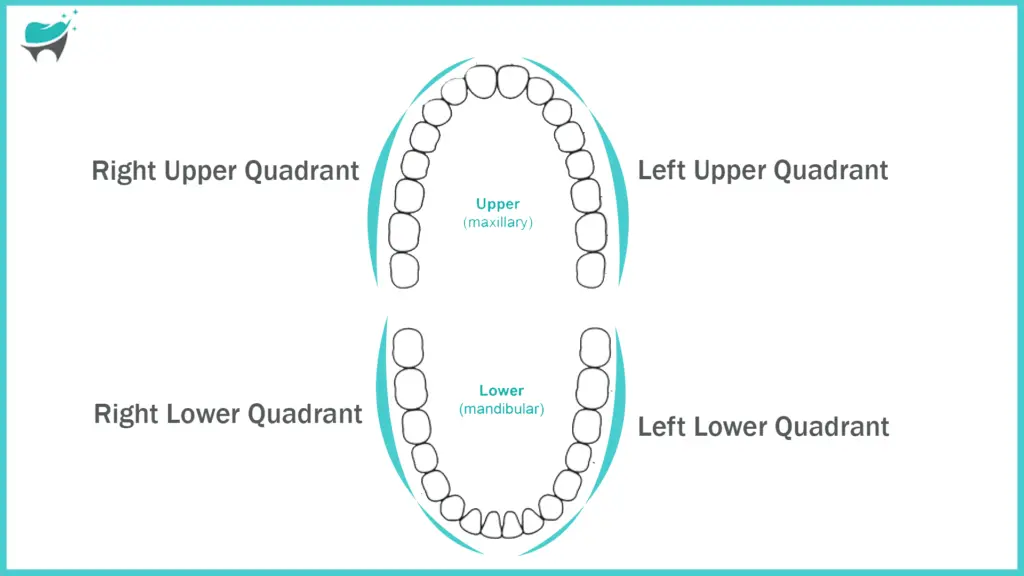 upper and lower teeth quadrant