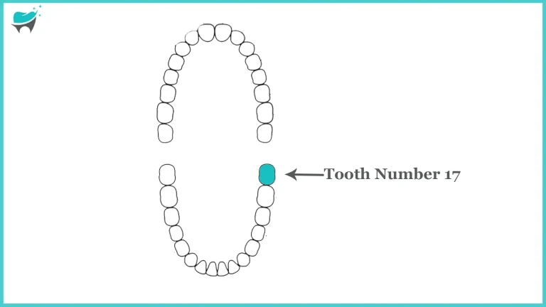 Tooth 17: Exploring Mandibular Third Molar “Anatomy and Dental Considerations”