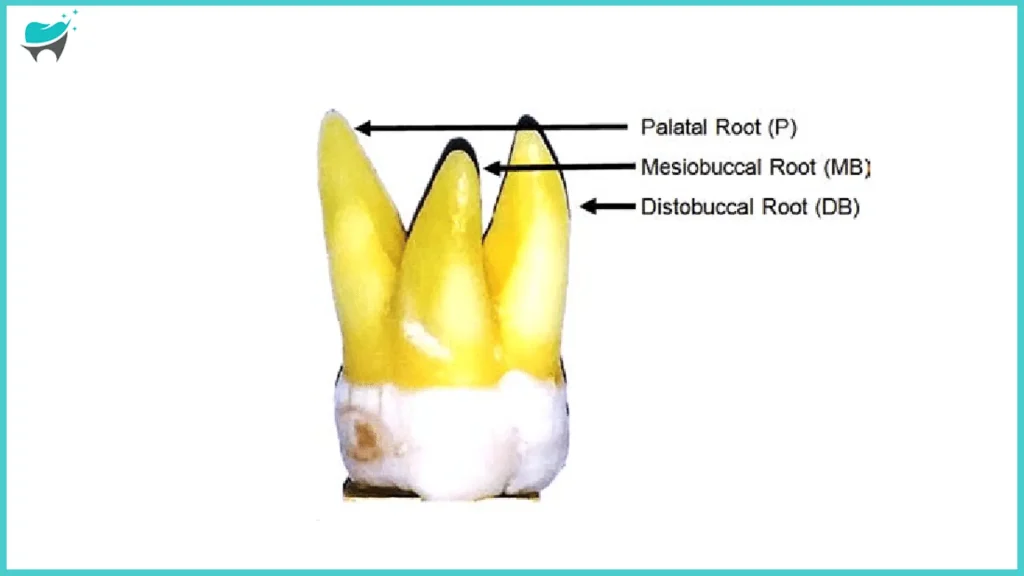 roots for tooth number 17