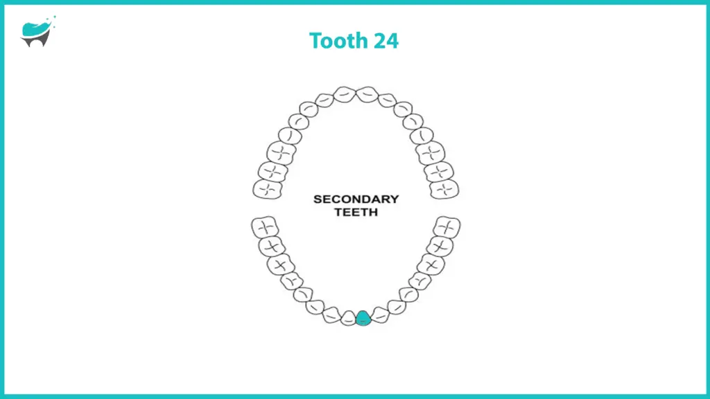Tooth 24