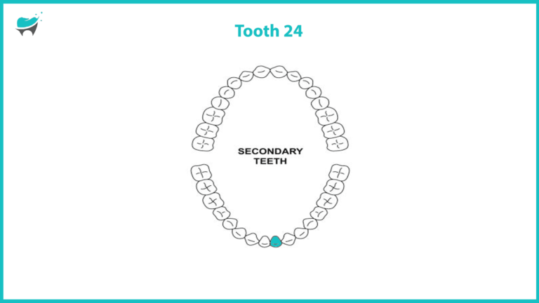 The Location of Tooth 24: What’s Normal and What’s Not