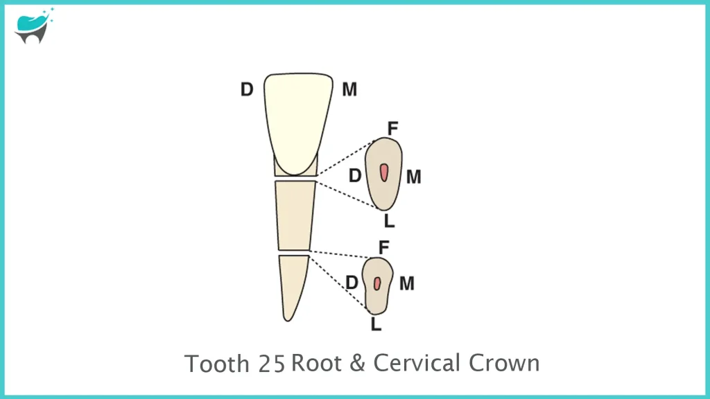 Tooth 25 root