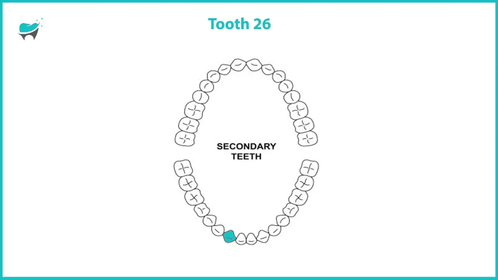 tooth 26