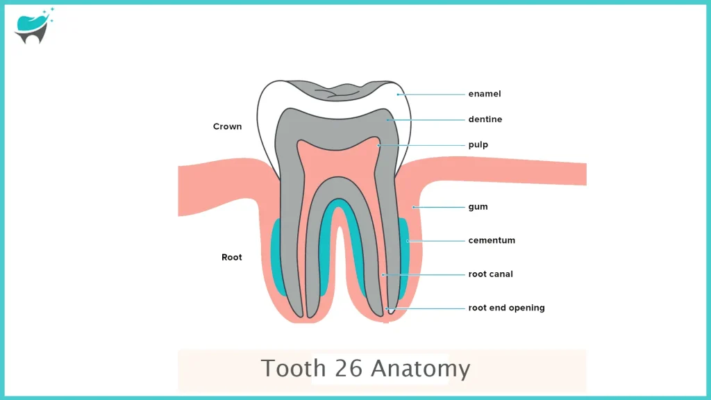 tooth 26 anatomy