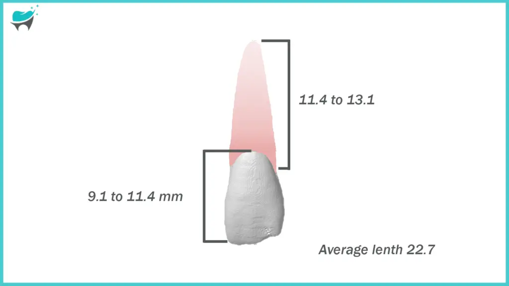 tooth 10 size