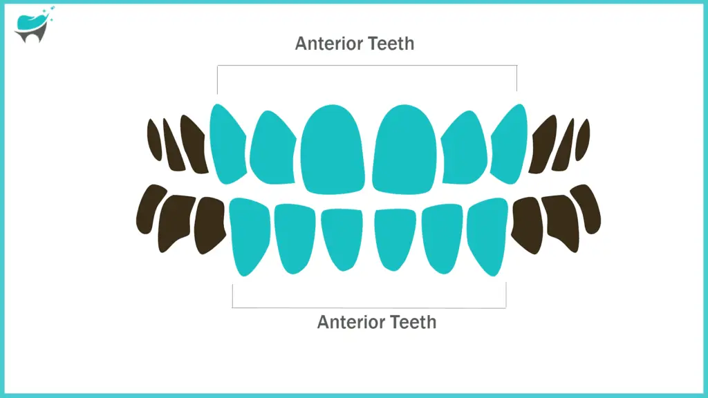 22nd teeth anterior 