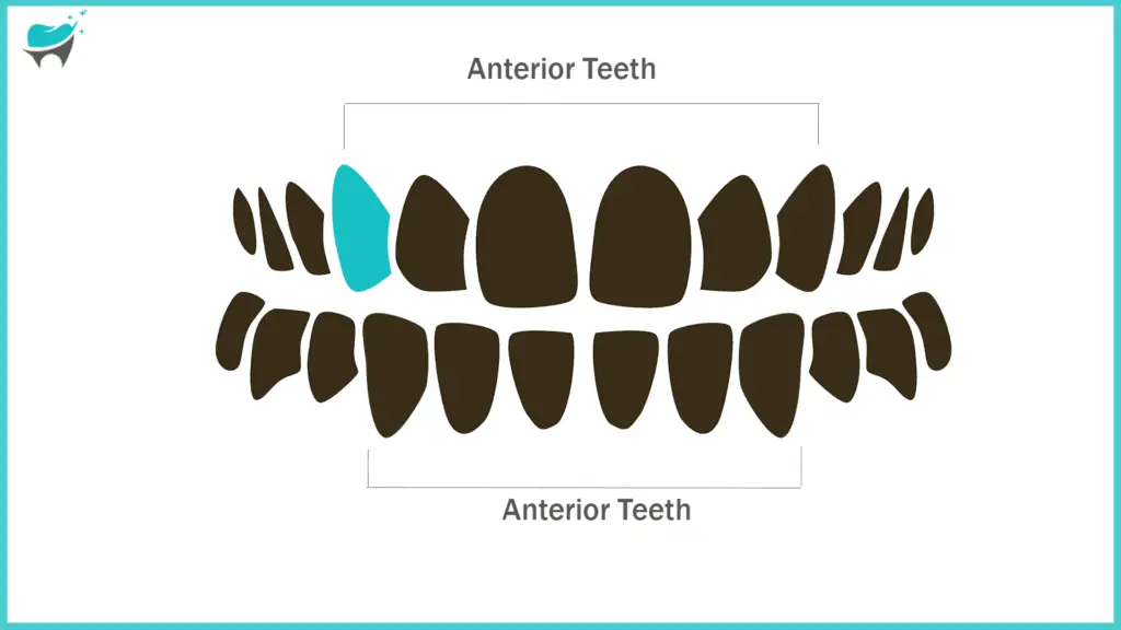 teeth 6 anterior