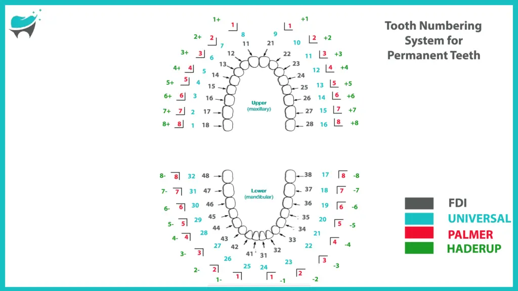 tooth chart permanent teeth