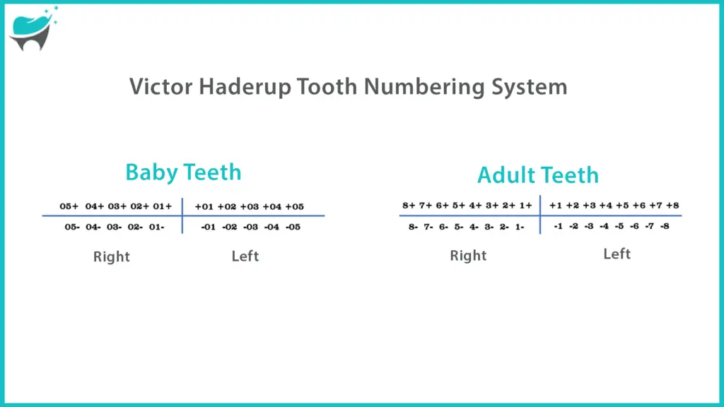Palmer tooth numbering system