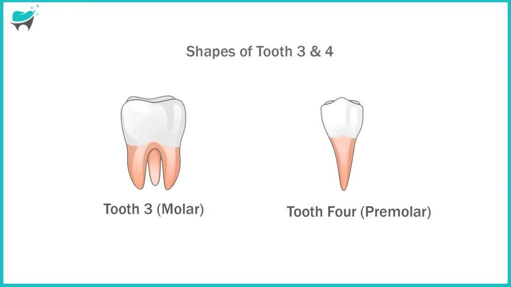 tooth number 3 & 4 shape