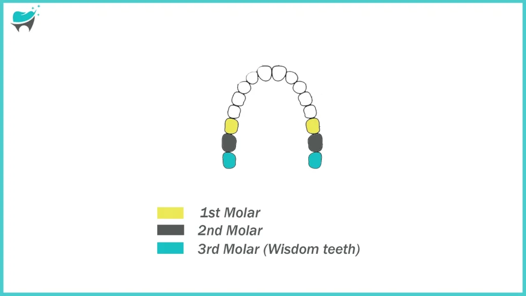 molar teeth all 3