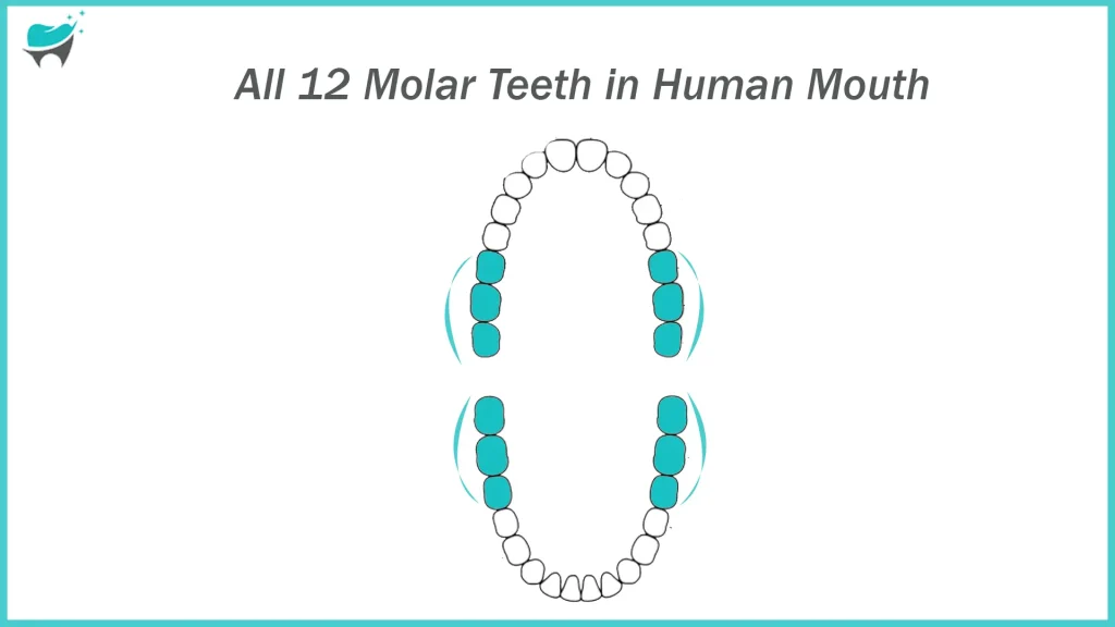 molar teeth main