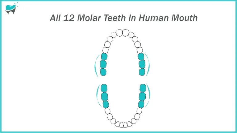 Molar Teeth Importance: 12 Unsung Heroes of The Your Mouth