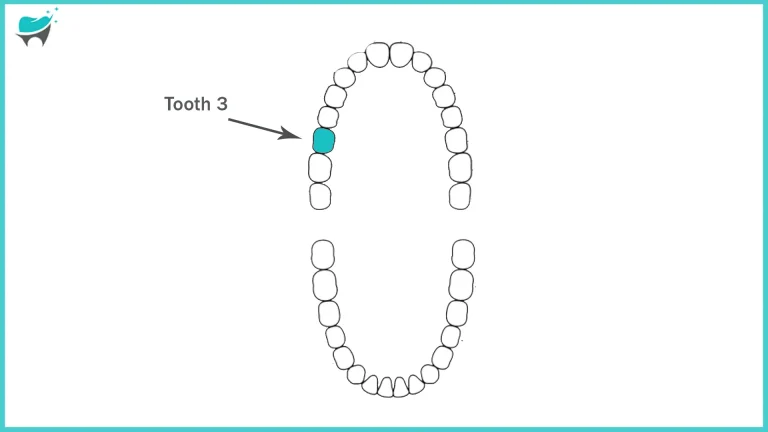 Tooth 3 Demystified: An in-depth examination of your first upper right molar