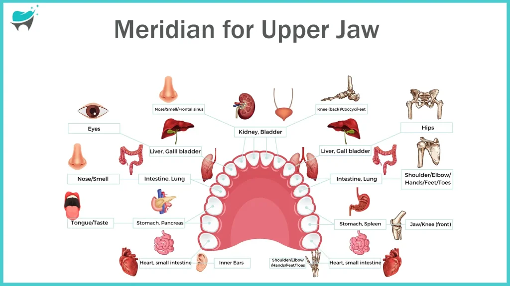 Meridian for upper jaw