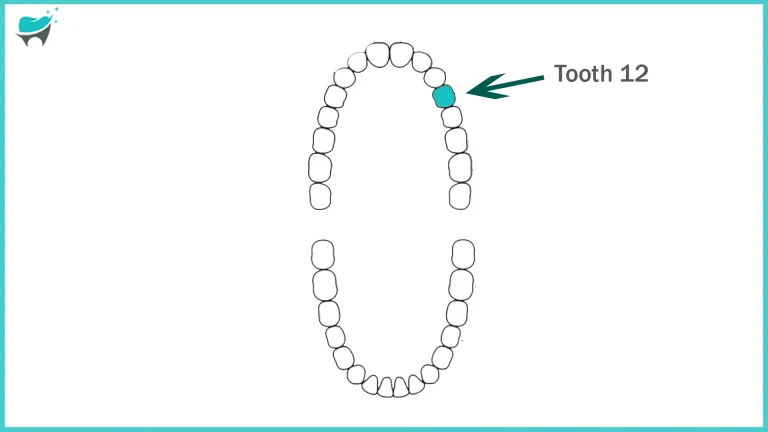TOOTH 12: Exploring Maxillary Premolar “Introduction & Anatomy”