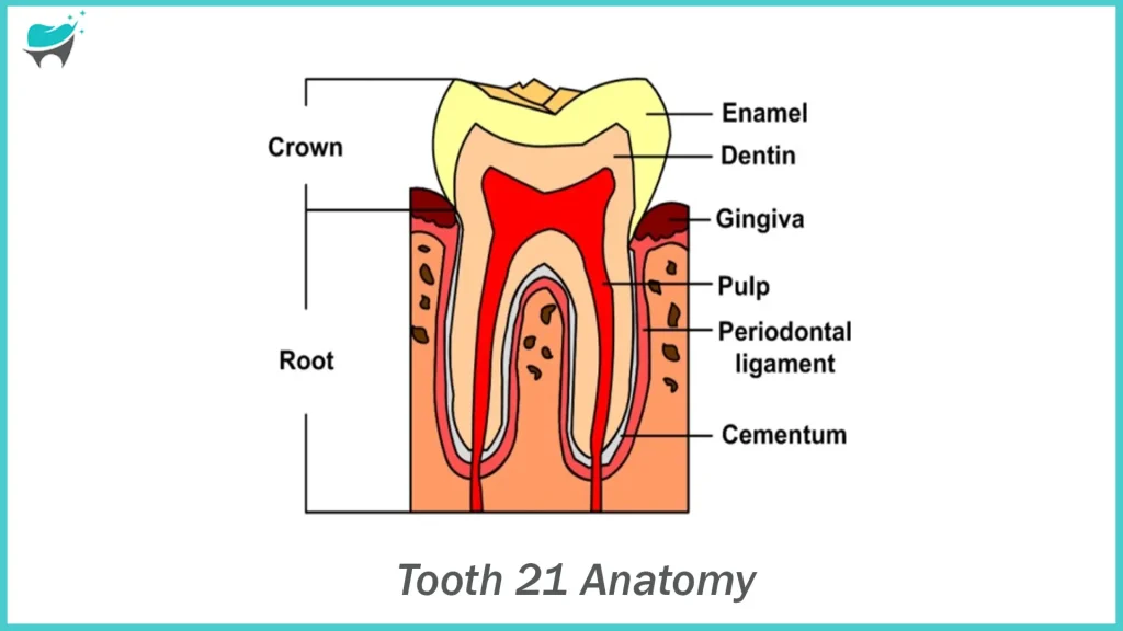 tooth number 21 anatomy