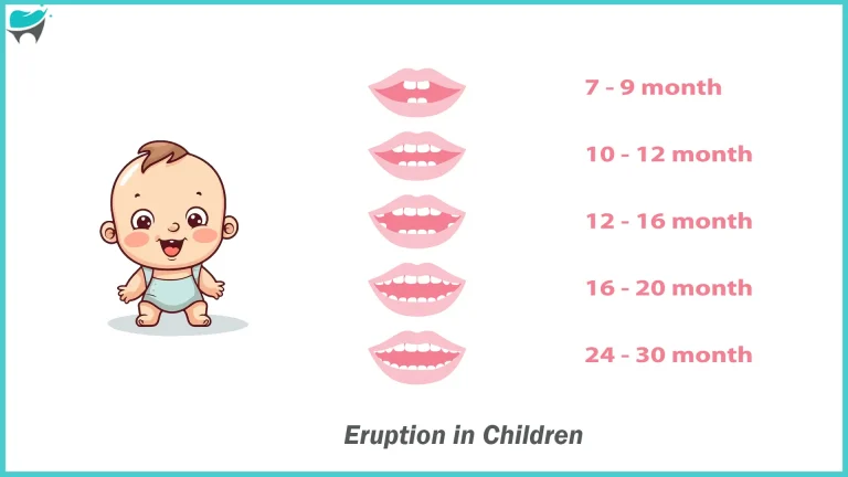 Comprehensive Guide to Tooth 29: Eruption, Function, and Dental Care